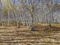 -乌兰布统景区-白桦林