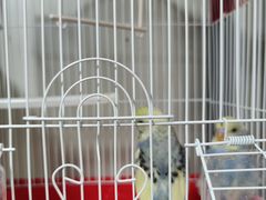 -曲阳花鸟市场(曲阳路店)