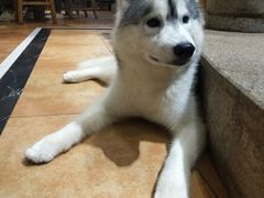 -more than meow吴止猫主题餐厅(承德 中船汇店)