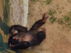 -西霞口神雕山野生动物世界