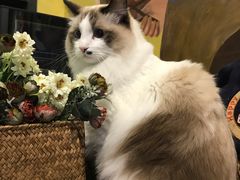 猫咪-咖法森林·咖啡  酒吧(天河店)