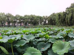 -济南大明湖景区