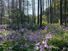 -上海共青森林公园