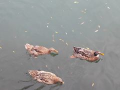 -宗角禄康公园