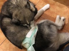 -more than meow吴止猫主题餐厅(承德 中船汇店)