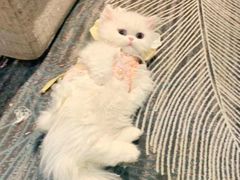 -欣宠猫屋·矮脚拿破仑·蓝金金渐层