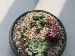-郑庄脂渣海鲜楼(九水路店)