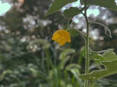 -桃花岭景区
