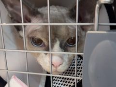 -宠爱国际动物医院· 猫科· 外科·中兽医(长白店)