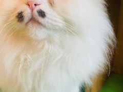 -MOCHA明星猫咖(田子坊店)
