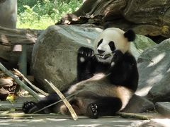 -都江堰中华大熊猫苑