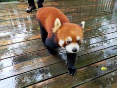 -都江堰中华大熊猫苑