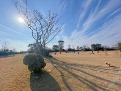 -上海崇明金茂凯悦酒店