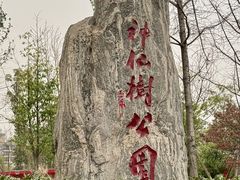-神仙树公园
