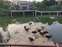 -王借岗森林公园