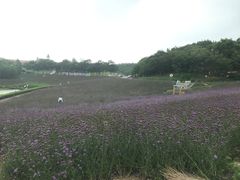 -大塘金香草谷