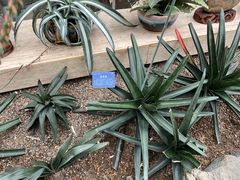 -南山植物园