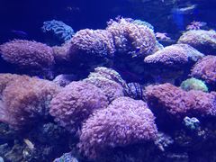 -芜湖新华联大白鲸海洋公园