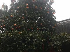 -王阿姨文昌油赞子(府桥街店)