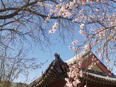 -桃花堤公园