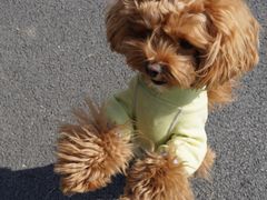 -八公叔叔宠物美容连锁(春申店)