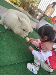 -萌宠亲子动物乐园(槐房万达店)