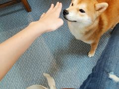 -柴源莊·柴小宠柴犬咖啡