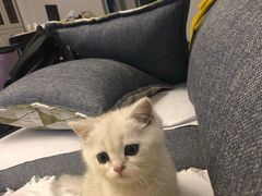 -喵zoo家庭繁育猫舍(尖东智能花园店)