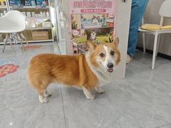 -安安宠医·臻爱宠物医院·宠保定点(营门口路分院)