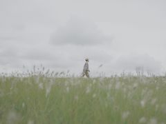 -白鹭湾湿地公园