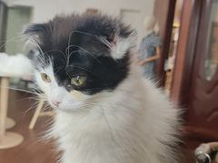 -楼上猫咖(罗湖店)