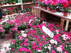 -秦美花卉(天朗·莱茵小城2期店)