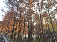 -梅峰山地公园