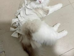 -中农国际动物医院24小时·猫科·骨科·急重症中心