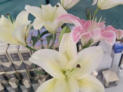 -雅曼妮spa美容养生