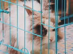 -志龙皇冠吃货椰子铺