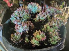 大堂-老字号农家宴