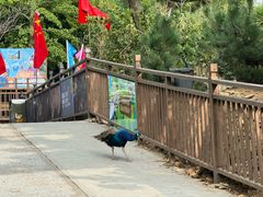 -西霞口神雕山野生动物世界