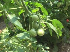 -万源龙顺度假庄园生态观光园