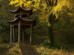 -千年银杏谷文化旅游区