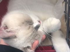 -纳吉亚猫专科动物诊疗中心(蒋宅口分院)