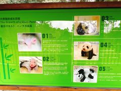 -中国大熊猫保护研究中心雅安碧峰峡基地