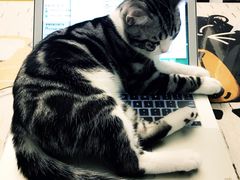 -猫大福·Fortune Cat猫舍(百子湾店)