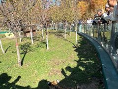 -横道河子东北虎林园