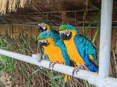 -西霞口神雕山野生动物世界