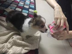 -爱诺耐芙动物医院(万博店)