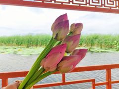 -白洋淀景区