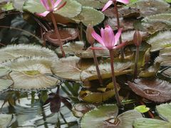 -国家植物园南园