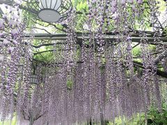 -嘉定紫藤园