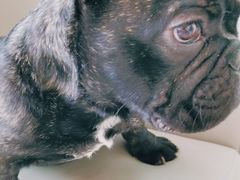 -爱侣宠医·鹦鹉专科·小型哺乳类·异宠专科(灵石路店)